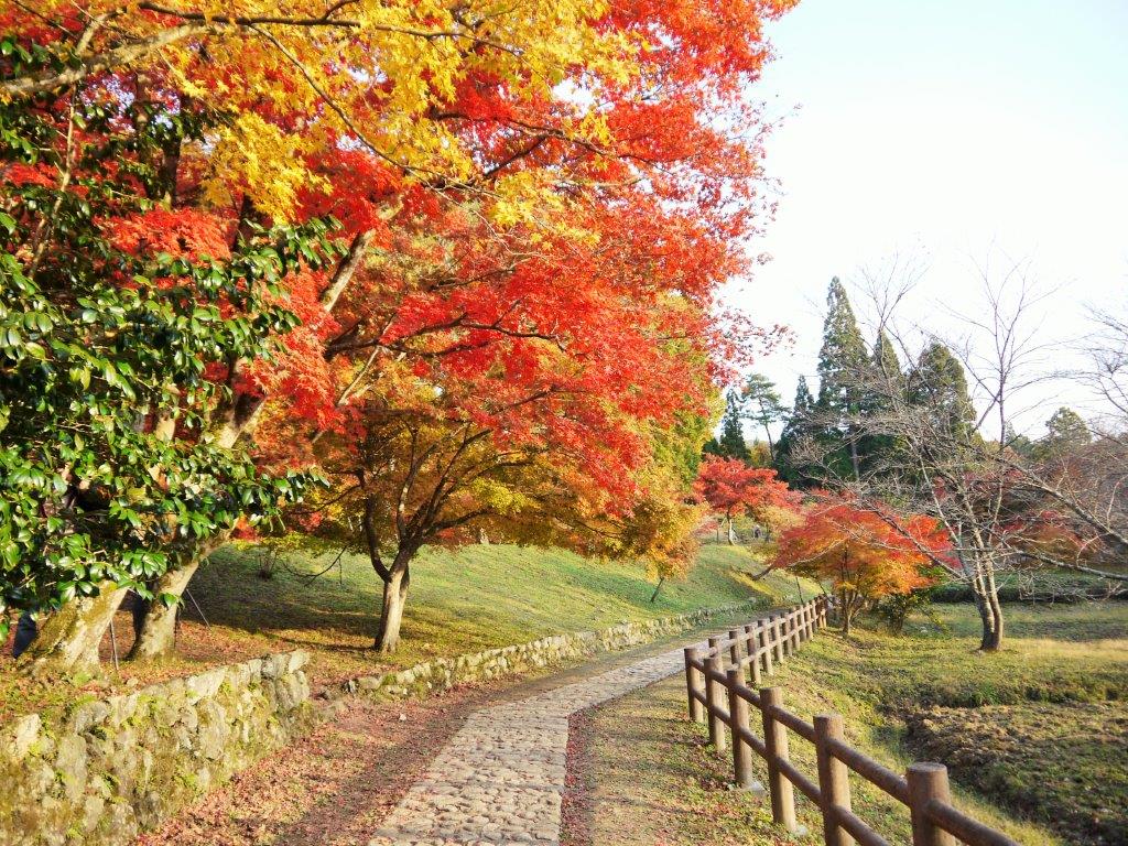 鶏足寺の紅葉