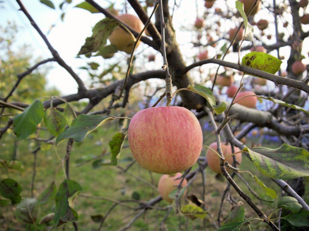 マキノピックランドでリンゴ狩り