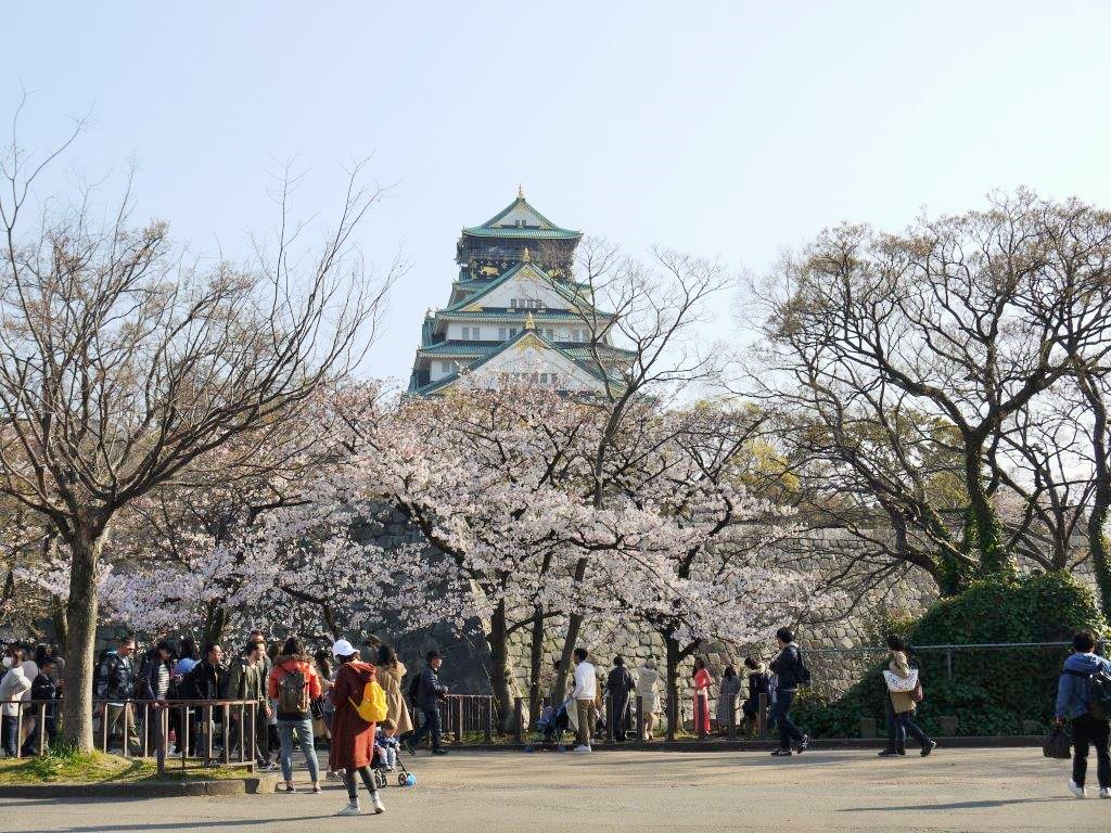 大阪城、桜