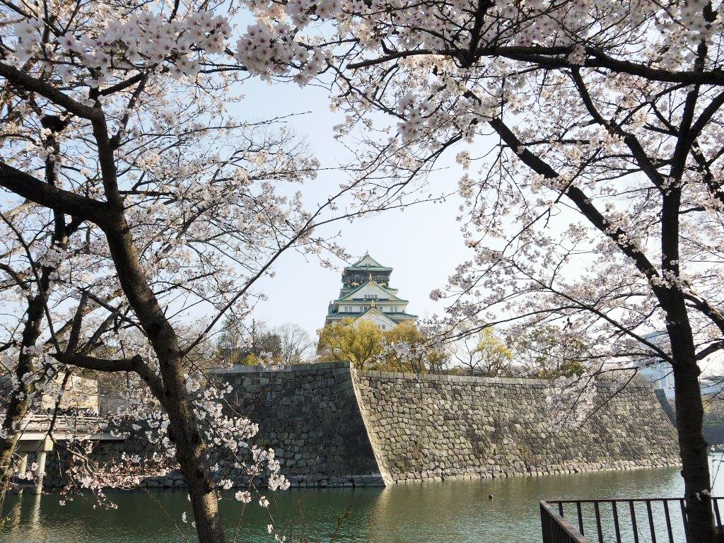 大阪城、桜