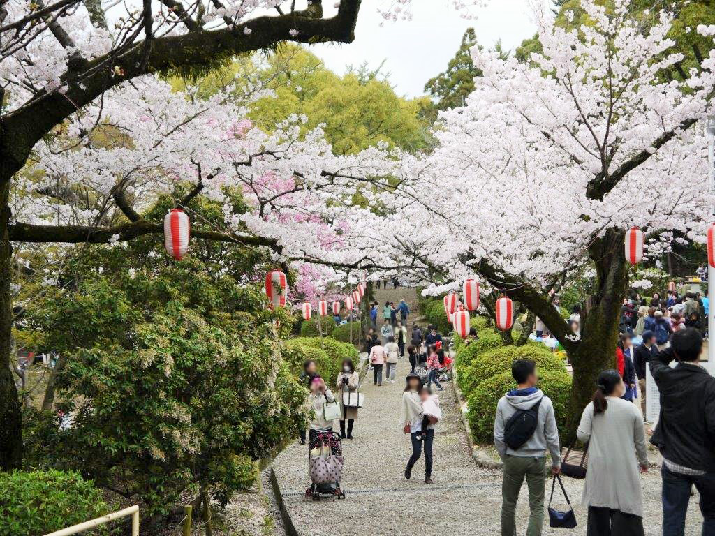 五月山公園、桜