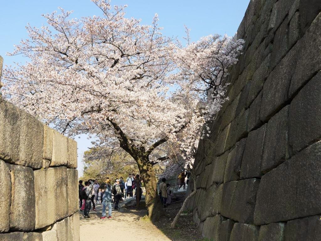 大阪城、桜