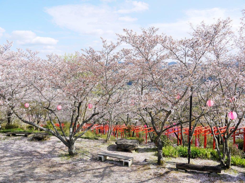 丸高稲荷神社、桜