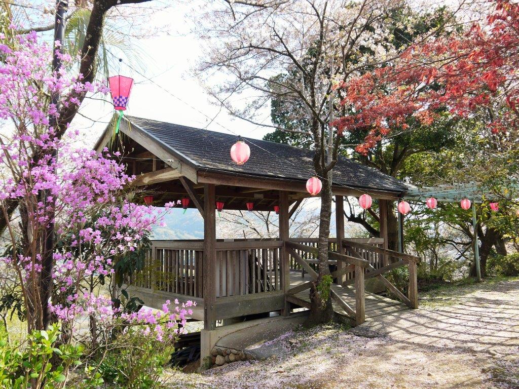 丸高稲荷神社、桜