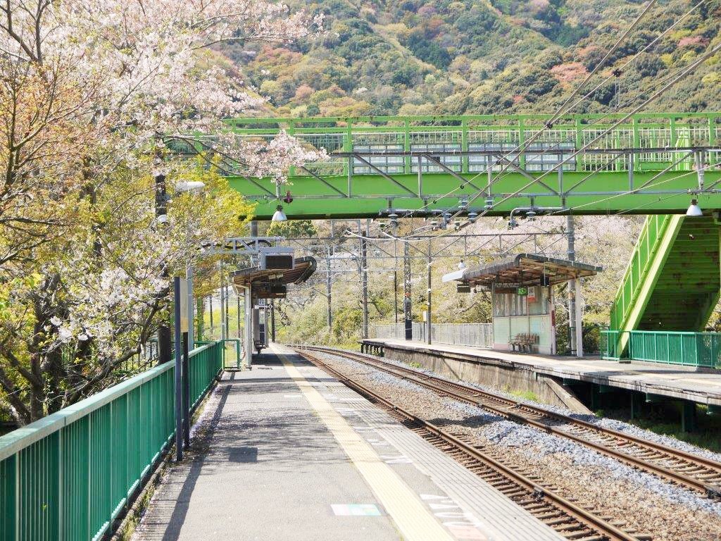 山中渓駅、桜