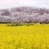 【奈良】藤原宮跡で満開の桜と菜の花畑の共演！まるで極楽浄土の風景