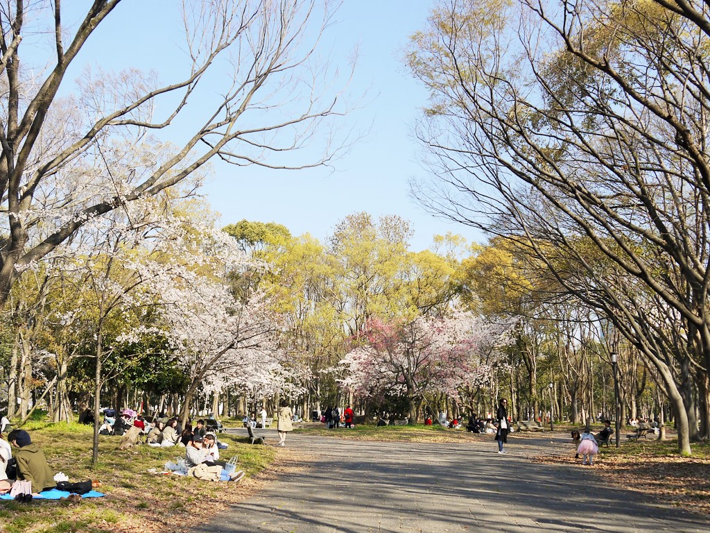 大阪城、桜