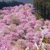 【奈良】桜満開の高見の郷…渋滞＆駐車場は？絶対に見たい感動の絶景