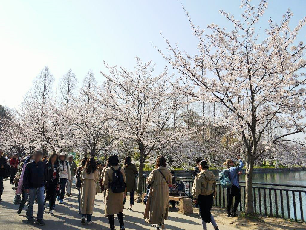 大阪城、桜