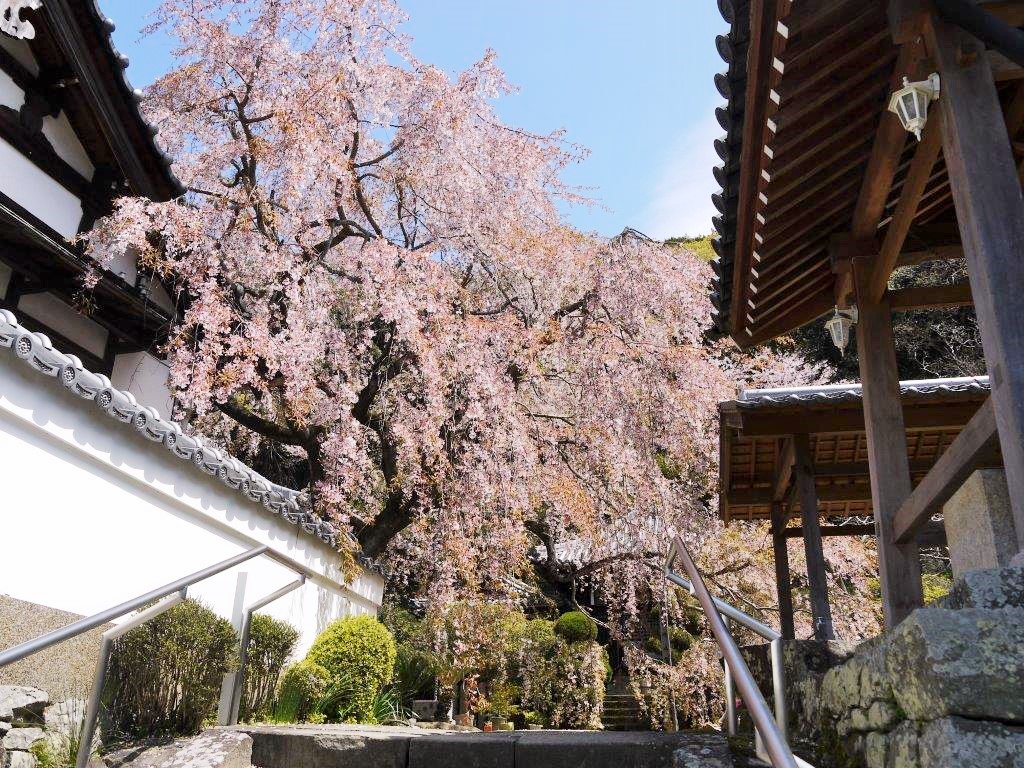 地福寺、桜