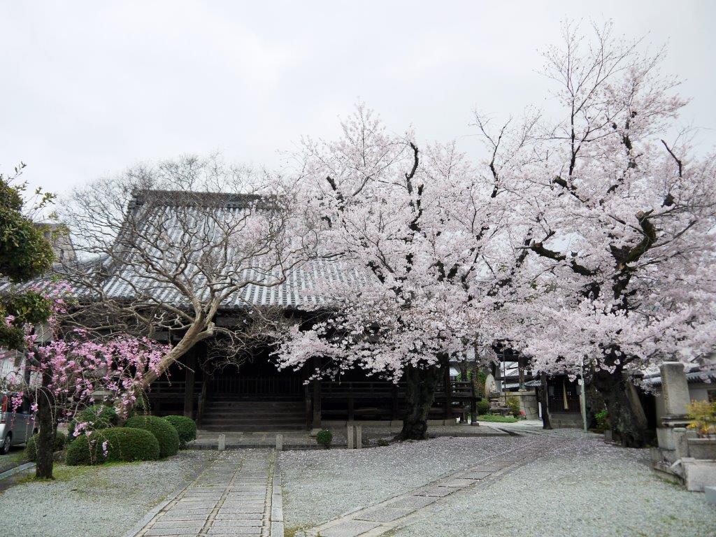 西光寺、桜