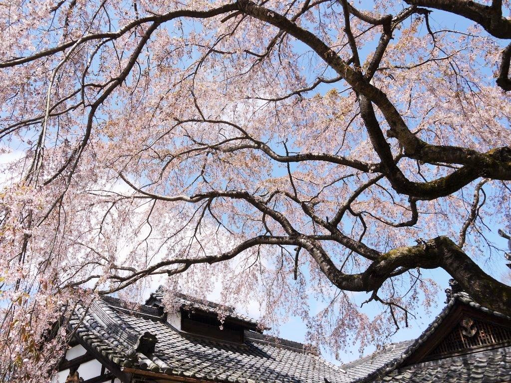 地福寺、桜