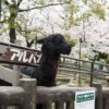 【大阪】五月山動物園で桜満開！子供が楽しめる入場無料の動物園