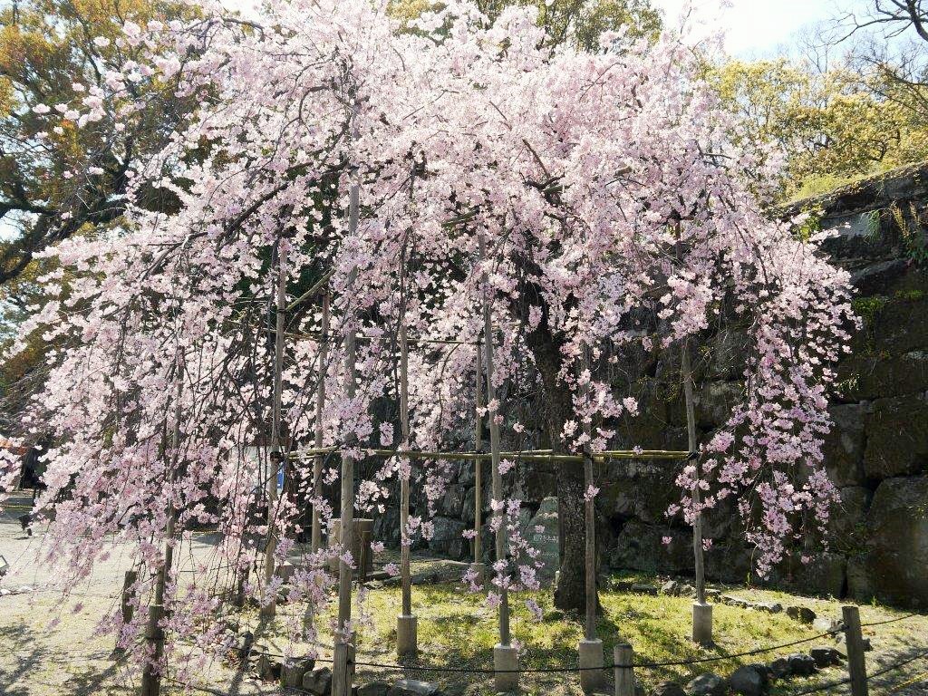 和歌山城、桜