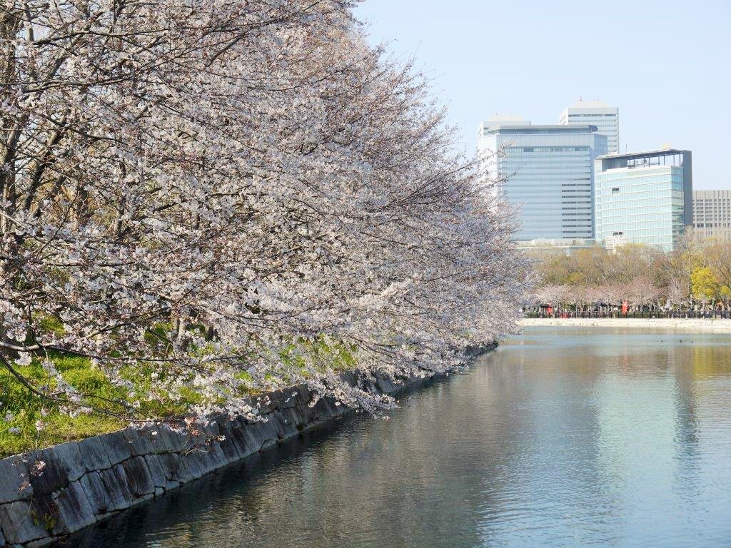 大阪城、桜