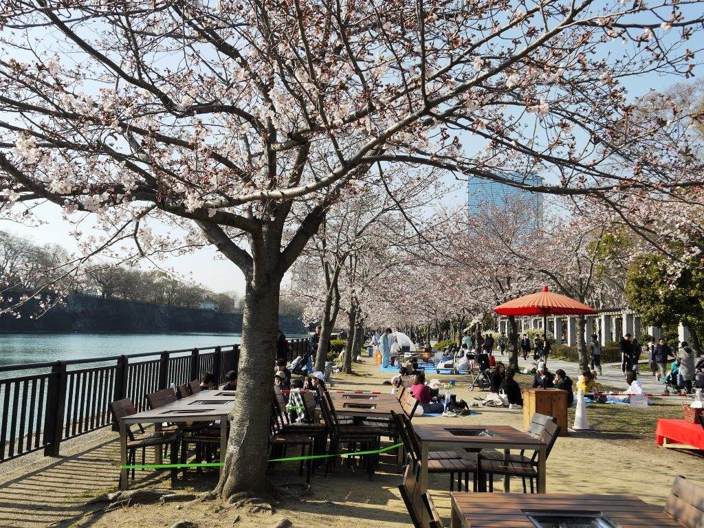 大阪城、桜