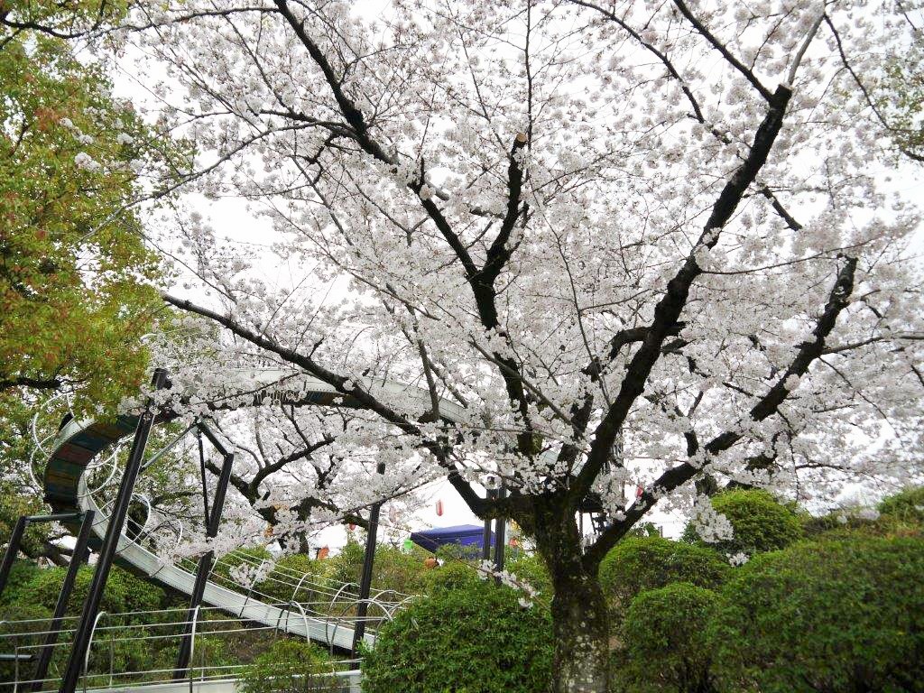 五月山公園、桜