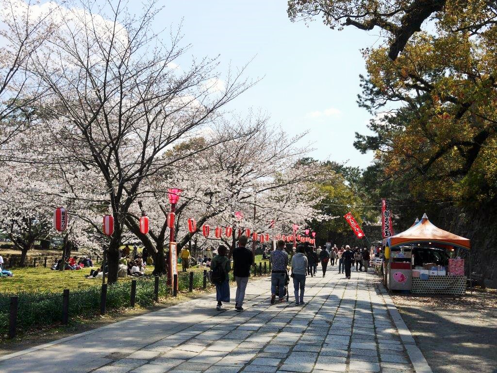和歌山城、桜