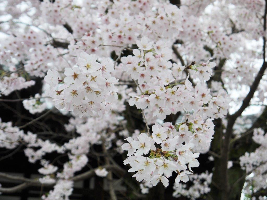 西光寺、桜