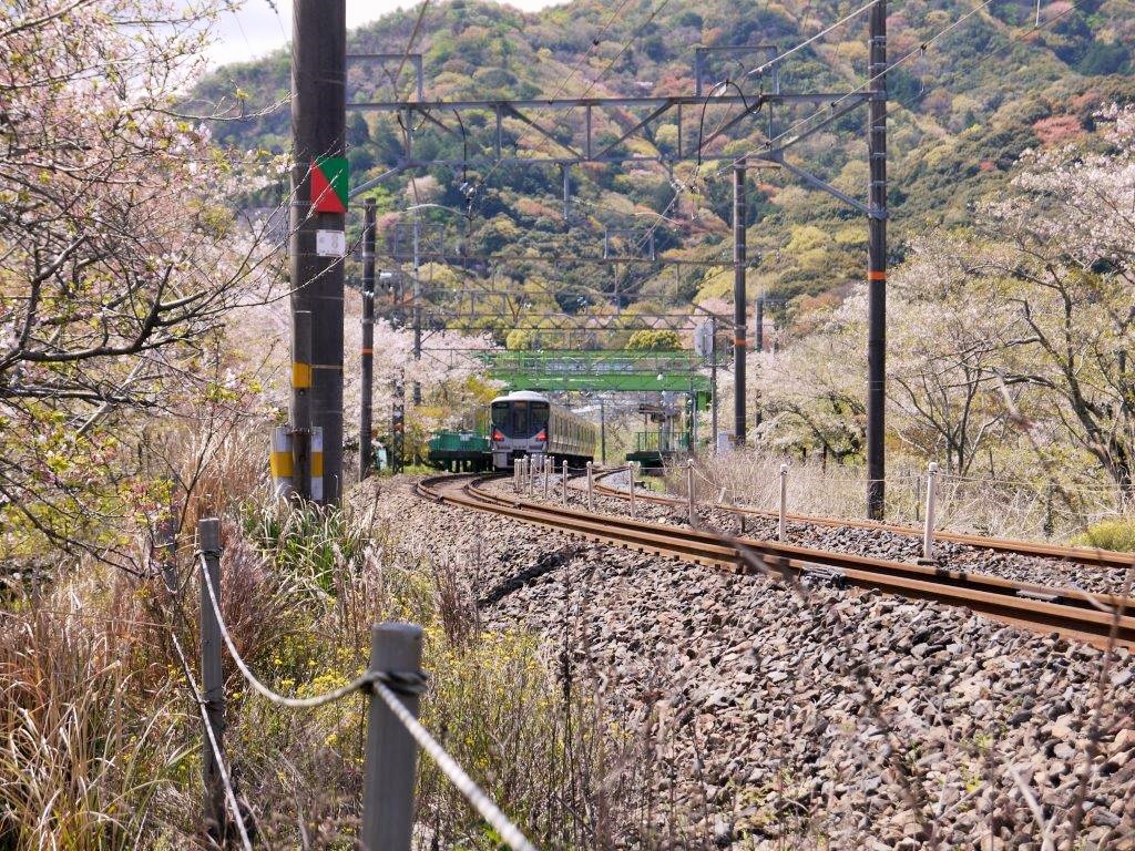 山中渓駅、桜