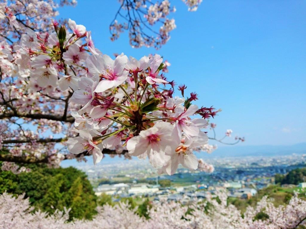 金比羅神社、桜