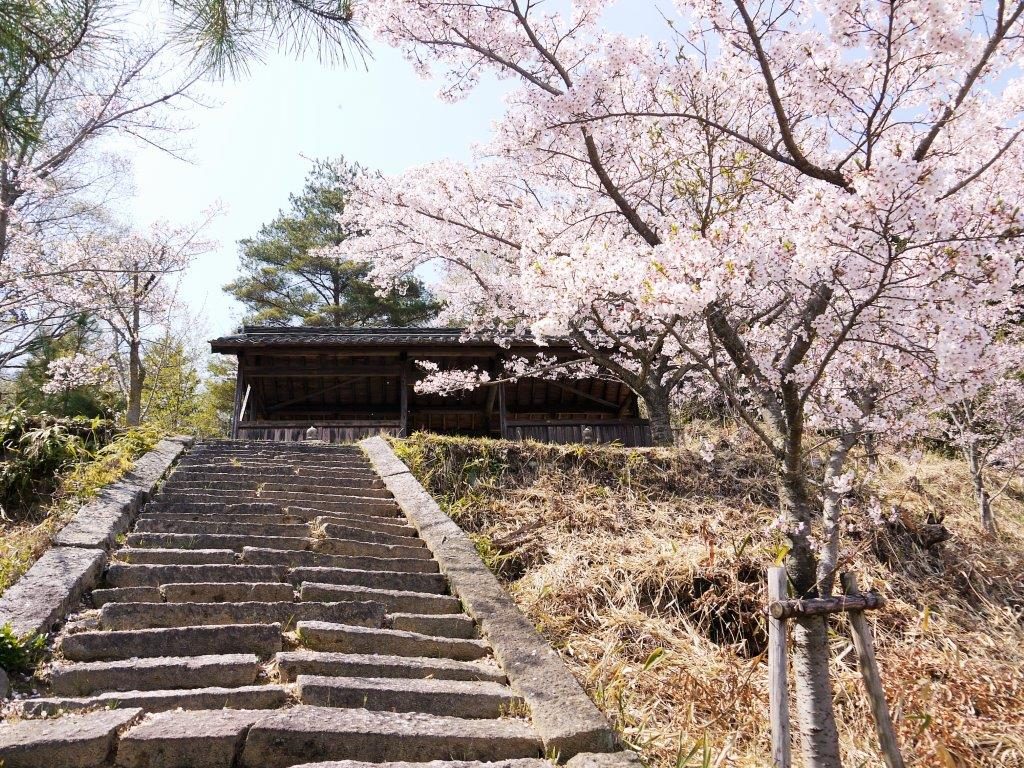 金比羅神社、桜