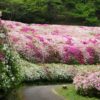 【東大阪】絶景！府民の森「なるかわ園地」に咲く一面のツツジ