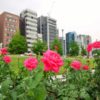 【大阪】中之島のバラ園で満開！薔薇は名前も注目すると面白いぞ