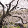 【大阪】山中渓の地福寺に咲く枝垂れ桜！一度は満開の姿を見てみたい