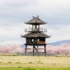 【奈良】桜満開の唐子遺跡がおすすめ！桜吹雪でピンクに染まる唐子池