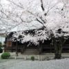 【大阪】五月山動物園の近くで桜が咲き乱れる西光寺は静寂の美しさ