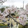 【大阪】五月山公園で桜満開！子連れで花見ならココが絶対におすすめ