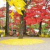 【京都】明智光秀ゆかりの亀山城跡！イチョウ並木に光秀を偲ぶ
