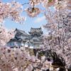 岸和田城の「桜まつり」へ！満開の桜を見ながらお堀をグルリと散策