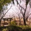 【奈良】誰にも教えたくない桜の園！超穴場な金比羅神社の桜スポット